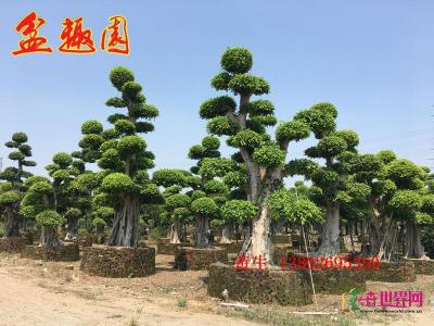 细叶榕