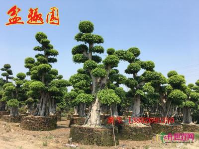 细叶榕