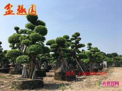 细叶榕