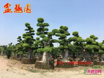 细叶榕
