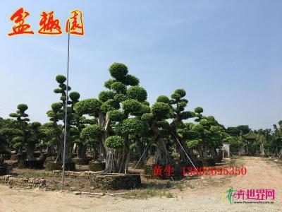 细叶榕
